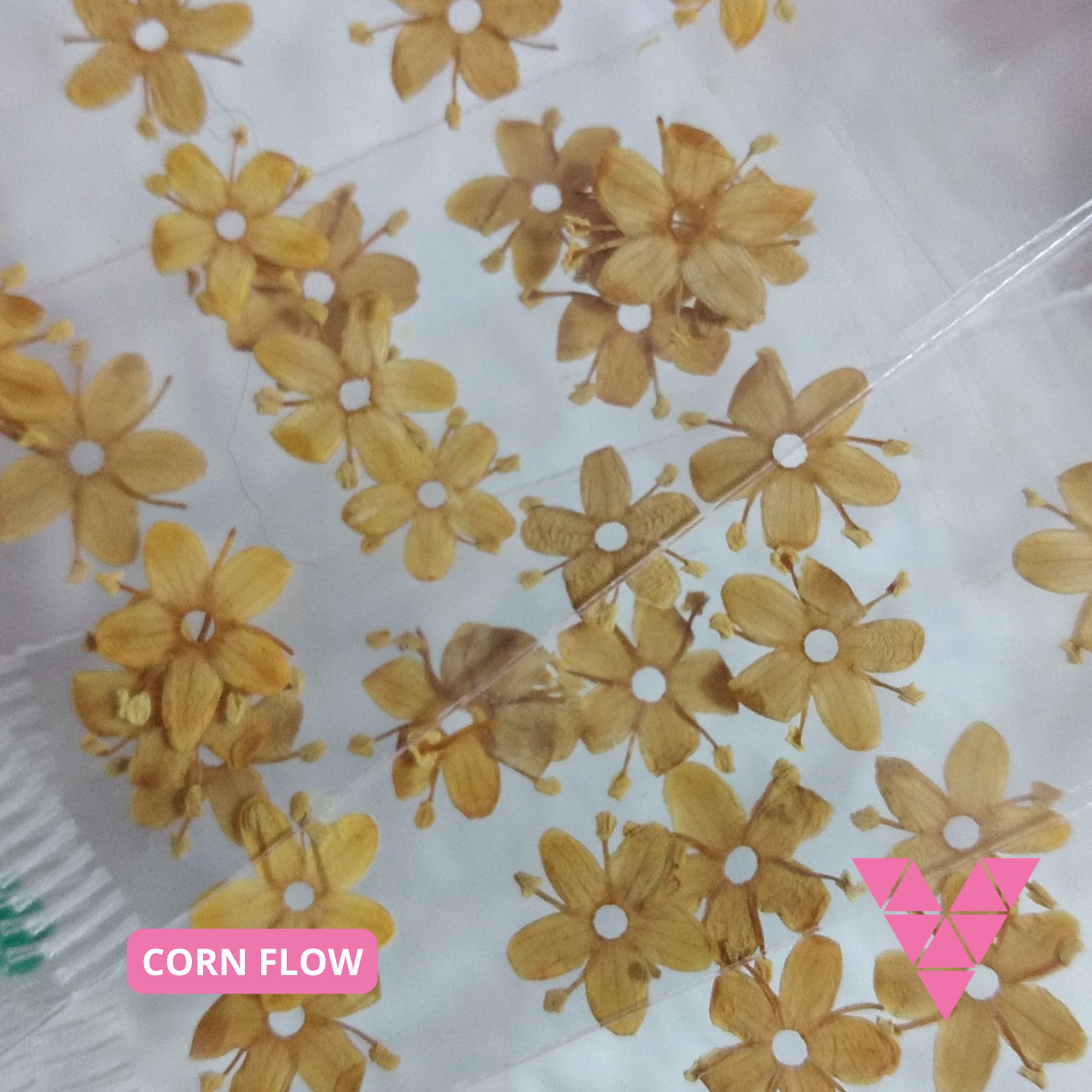 Tri Corn Flow Dried Flowers