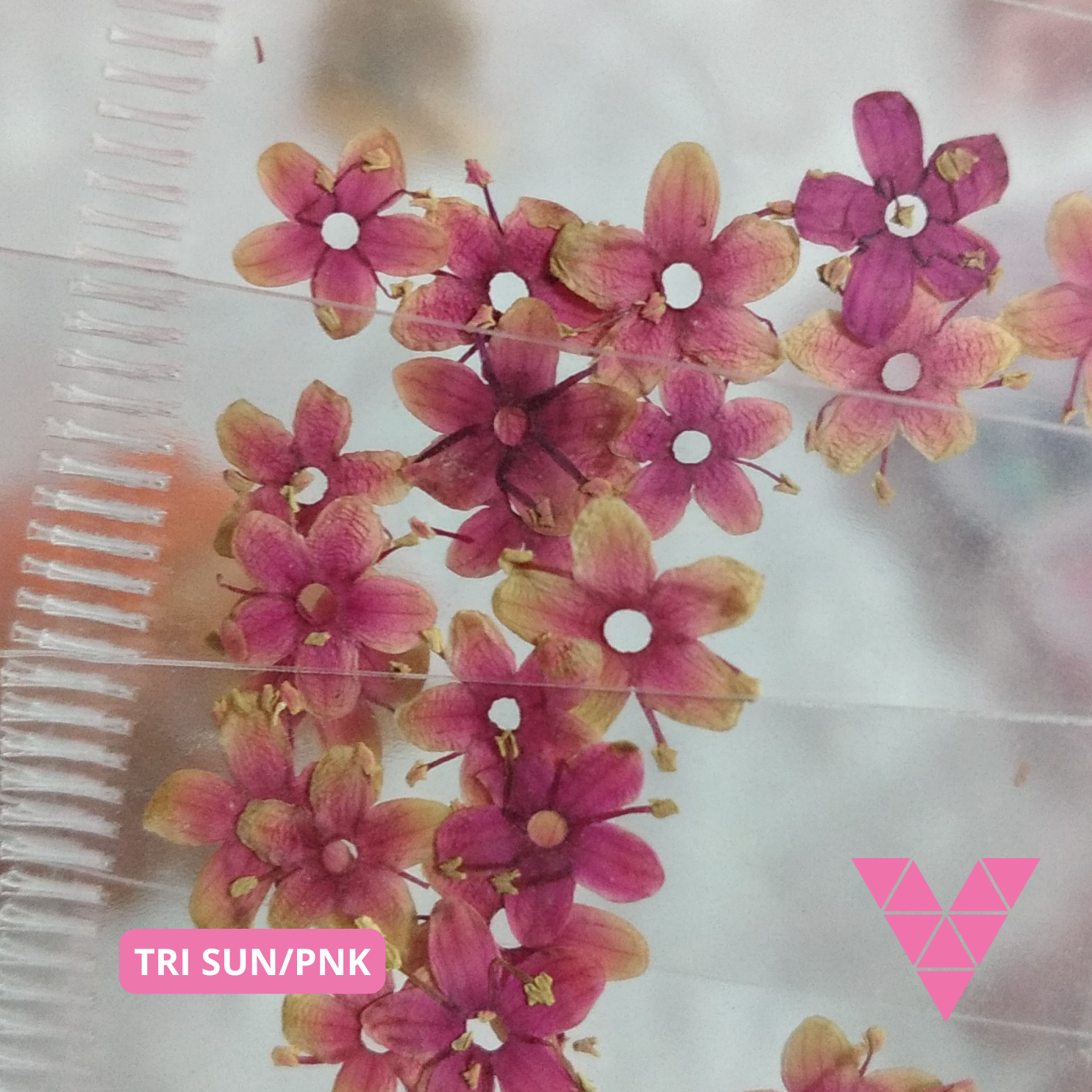 Tri Sun/Pnk Dried Flowers