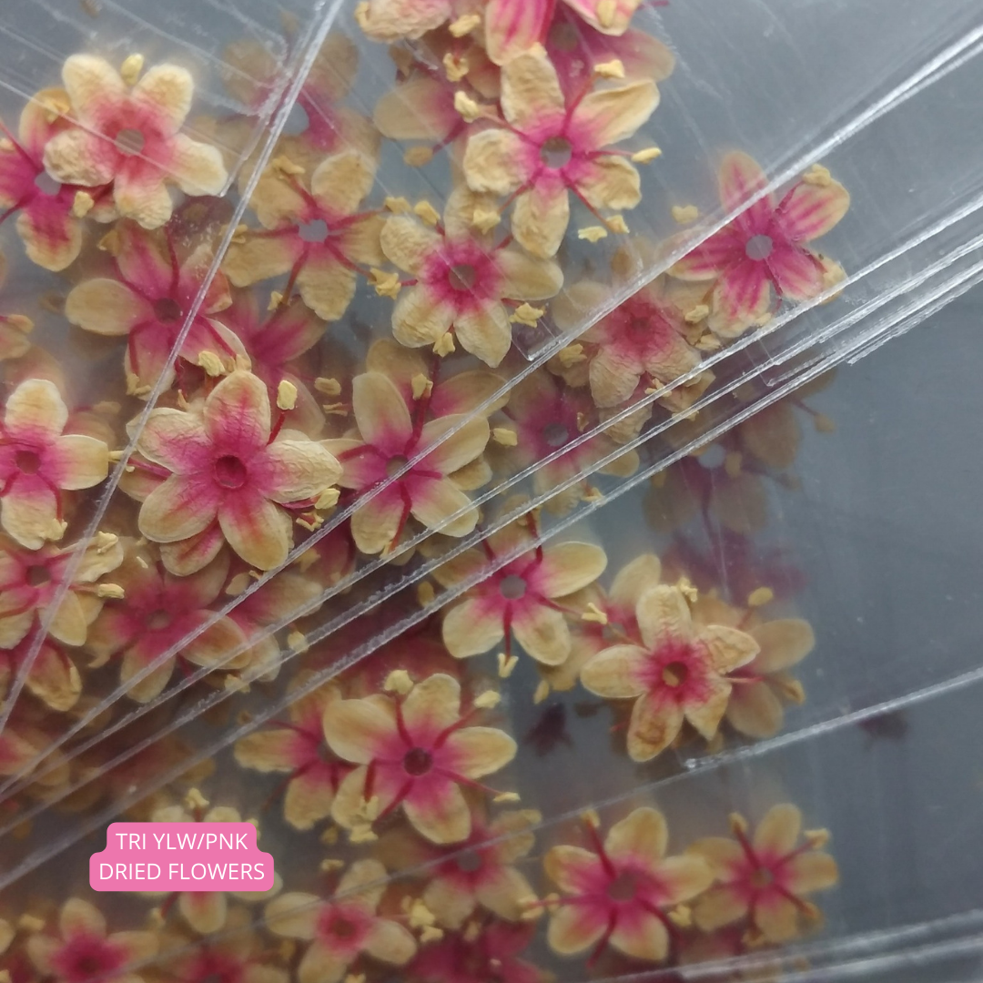 Tri Ylw/Pnk Dried Flowers