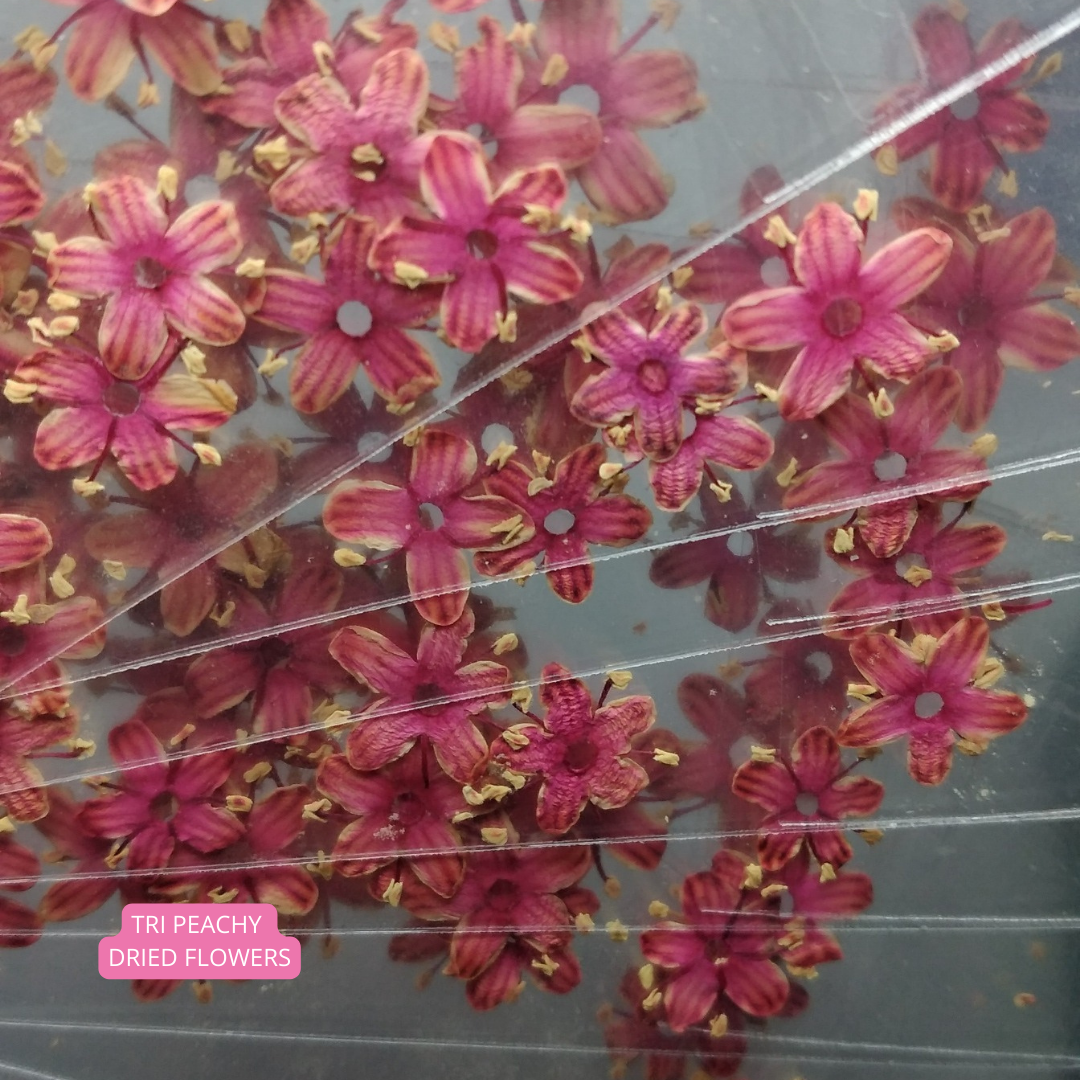 Tri Peachy Dried Flowers