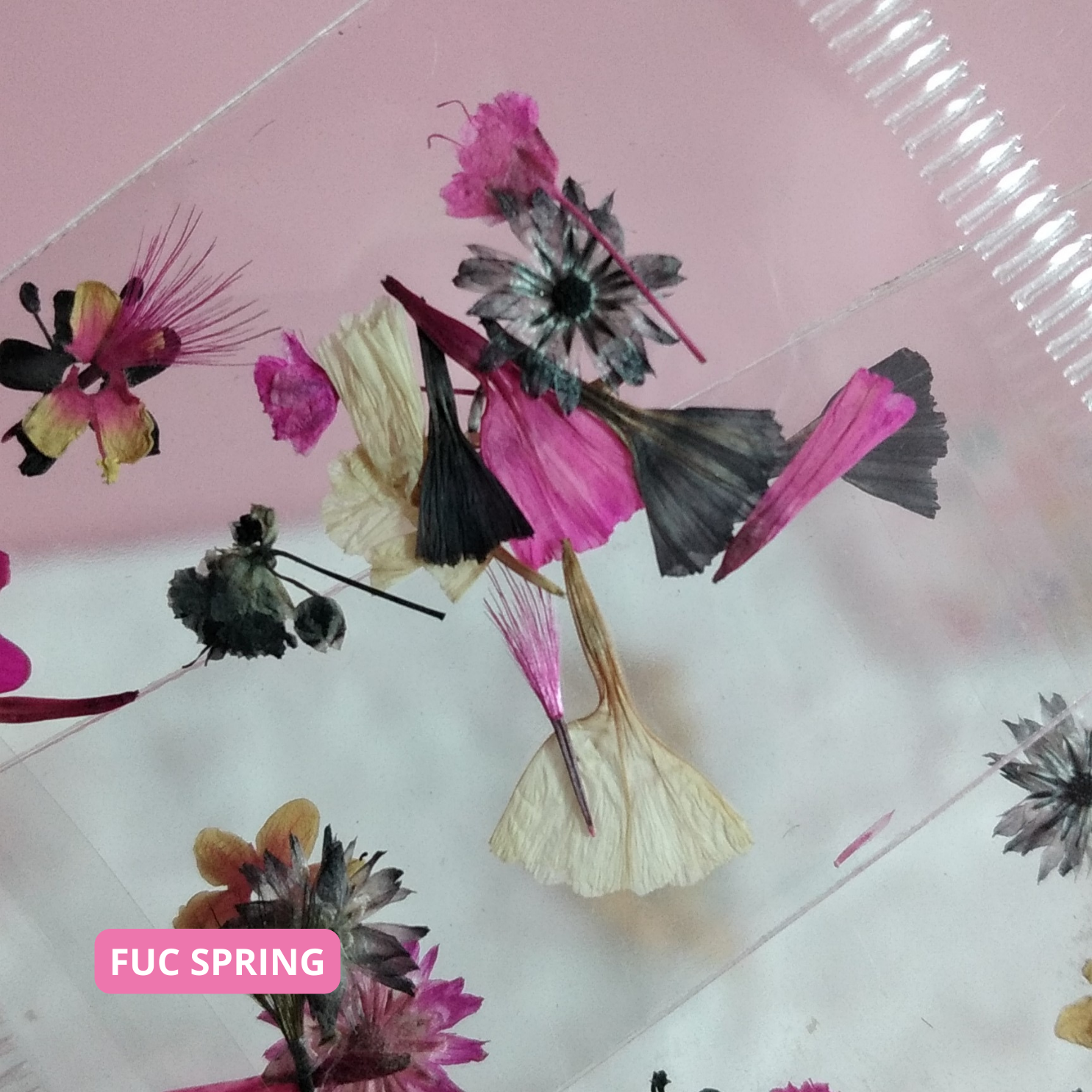 Fuc Spring Dried Flowers