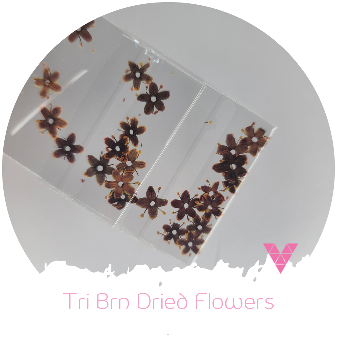 Tri Brn Dried Flower